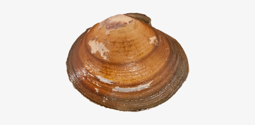 Purple Varnish Clam - Transparent Clam, transparent png download