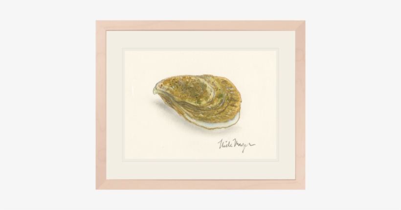 Atlantic Oyster - Eastern Oyster, transparent png download