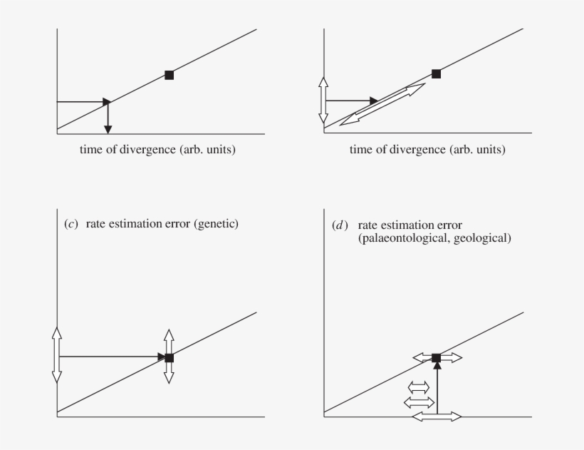 Clock Calibration Is Performed With A Known Fossil - Diagram, transparent png download