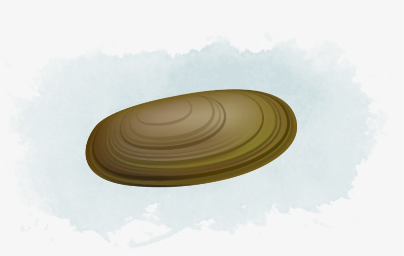 Clams - Circle Transparent PNG - 1096x614 - Free Download on NicePNG