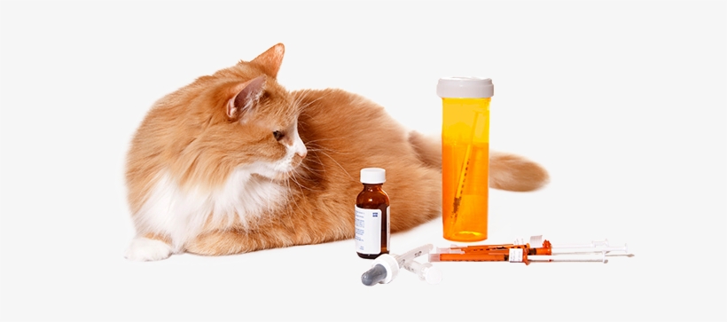 Whether - Pet Medications, transparent png download
