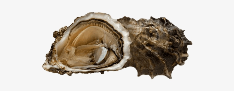 Holliewood Oysters - Blog, transparent png download