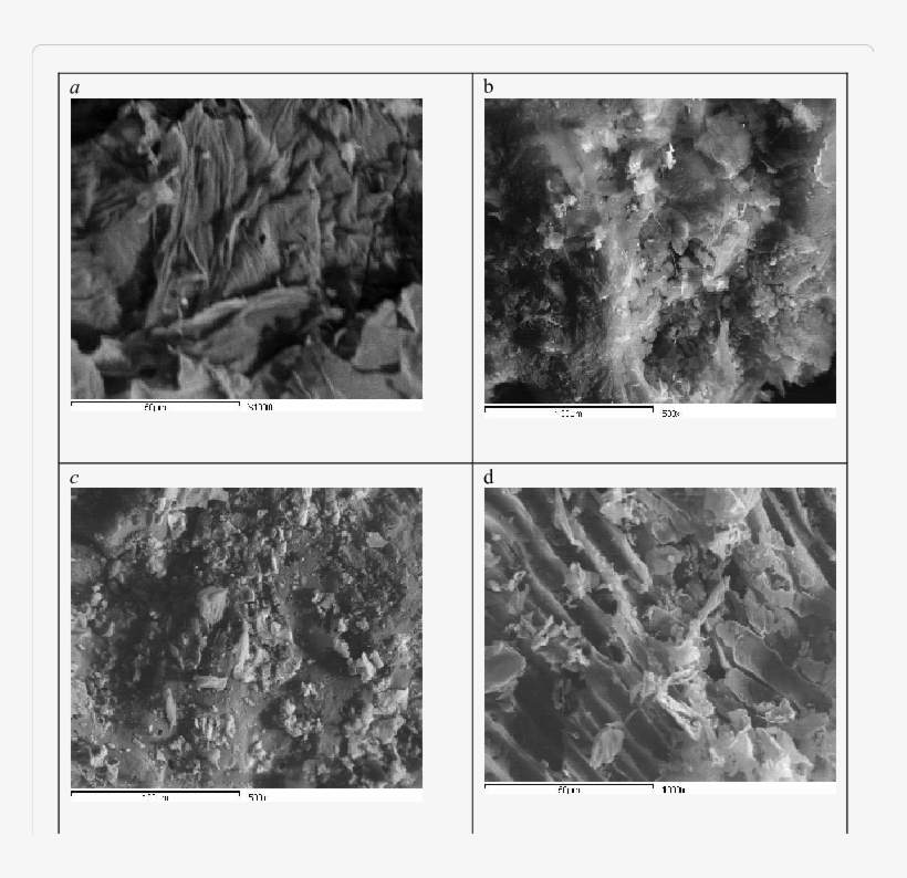 Sem Of Carbonaceous Precursor (1000x), (b) Activated - Journal Of Analytical Toxicology, transparent png download
