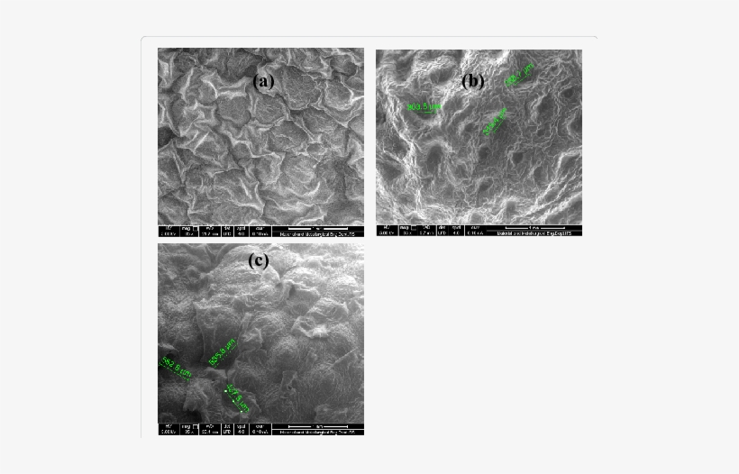 Structure Of Orange Flavedo Prior , After Steam Distillation - Steam Distillation, transparent png download