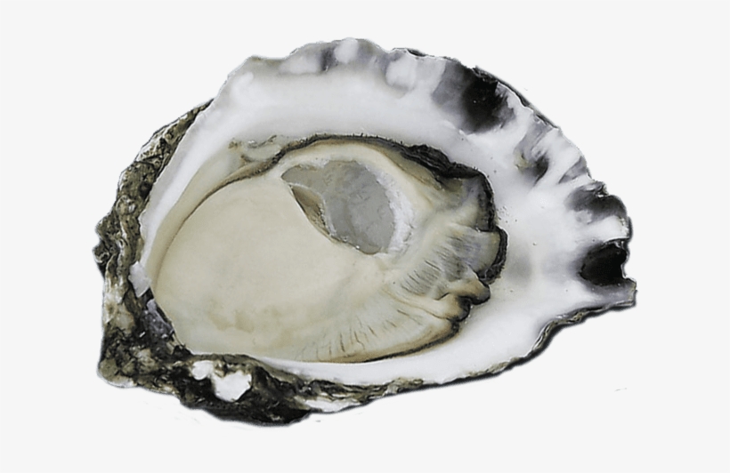 Bondi Trattoria, transparent png download