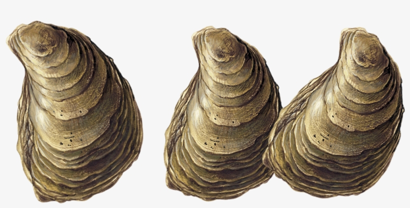 Oysters Transparent, transparent png download