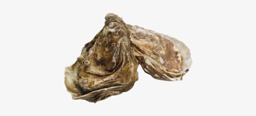 Oysters - Seafood, transparent png download