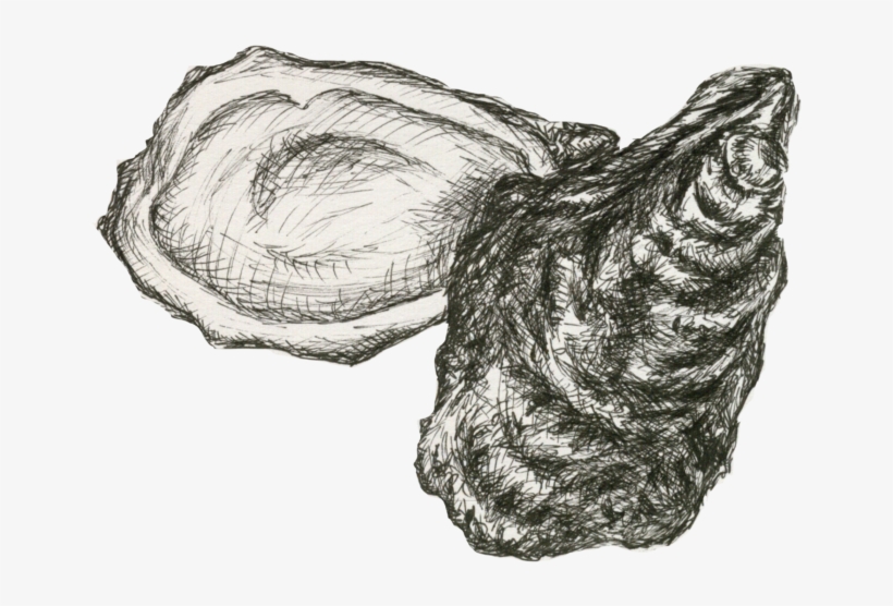 How Oysters Can Help Build Resiliency Into Staten Island - Oyster, transparent png download