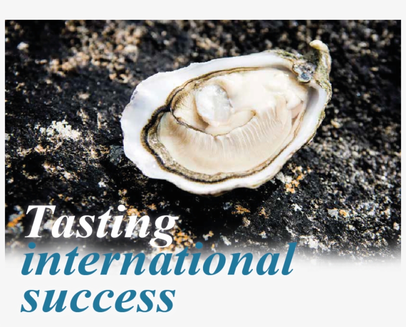 Edward Gallagher, Director, Irish Premium Oysters Says - Gallagher Irish Oyster, transparent png download
