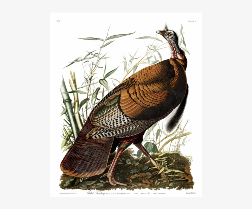 Did Ben Franklin Really Dis The Bald Eagle Audubon - Wild Turkey Scientific Illustration John James Audubon, transparent png download