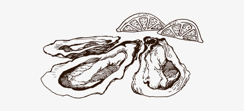 Dollar Oyster Night - Sketch, transparent png download