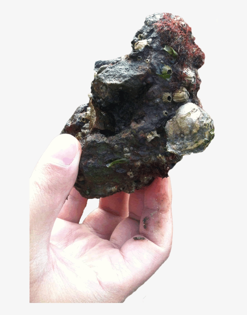 Photo Of A Hand, Holding An Oyster - Artificial Substrate For Oysters, transparent png download