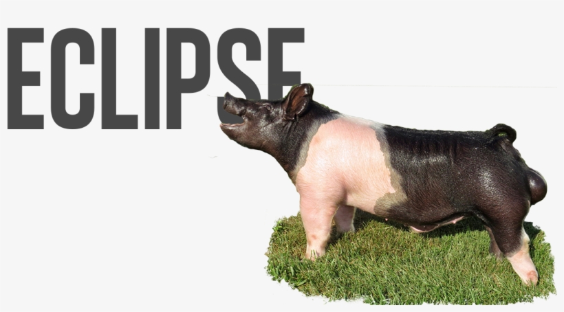 Eclipse - Philosophy Of Science Stephen Toulmin, transparent png download