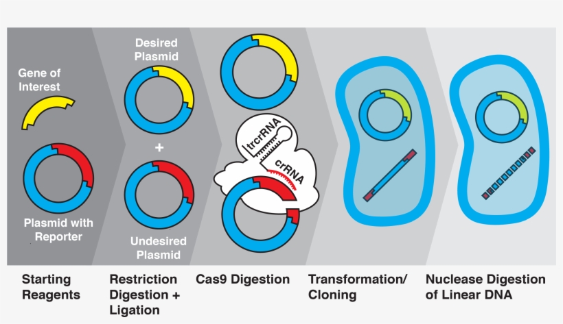 Crater Overview - Gene, transparent png download
