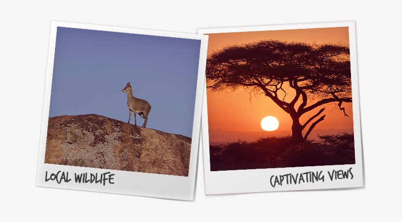 Safari Schedule - Safari Sasa Tanzania Ltd, transparent png download