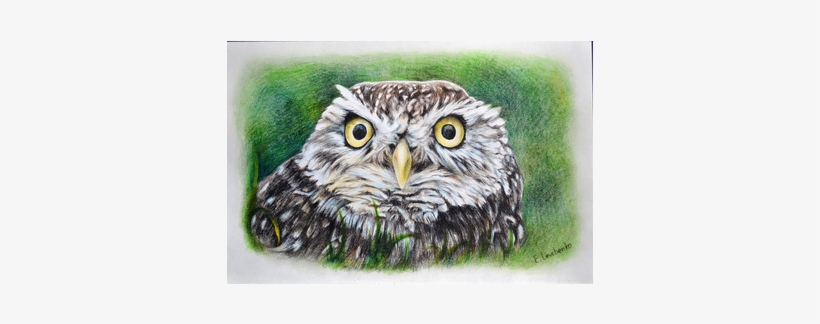 The Owl Peeping Out Of Grass - Accipitriformes, transparent png download