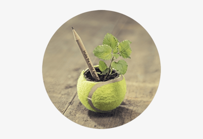 Sprout Pencil - Sprout World, transparent png download