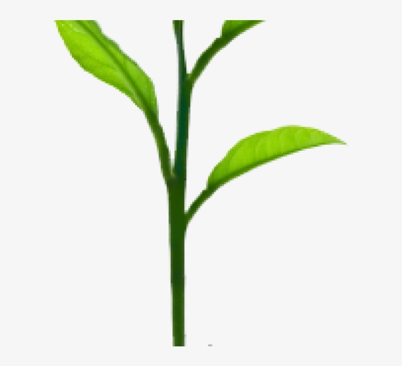 Sprout Plant - Growing Tree, transparent png download