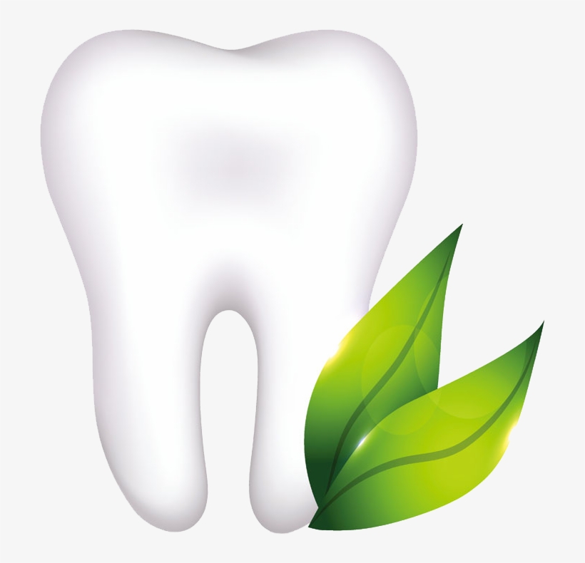Organic Tooth - Illustration, transparent png download