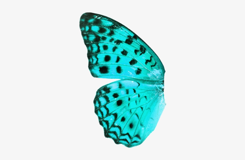 The Story Will Cover The Most Important Events In The - Butterfly Transparent Background Real, transparent png download