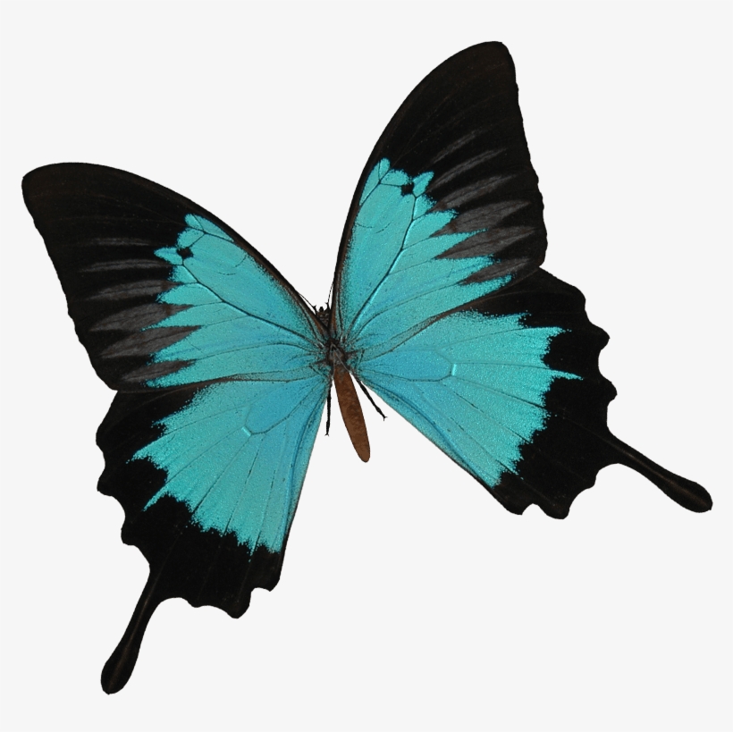 Best Desde El Ao Nos Dedicamos A Estudiar Y Cultivar - Ulysses Butterfly Png, transparent png download