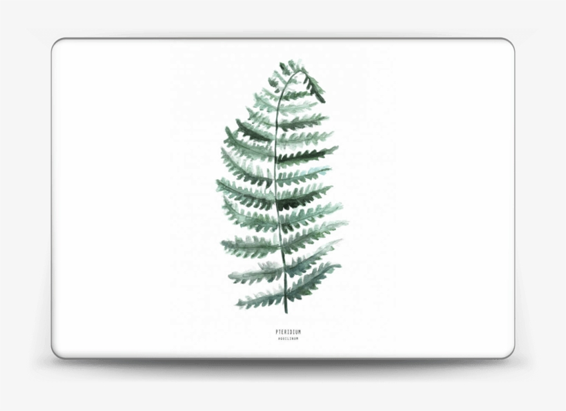 Pteridium Aquilinum - Bracken, transparent png download
