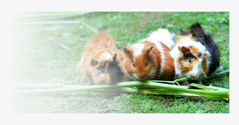 Mammals - Guinea Pig Trio, For The Love Of Nature: Blank 150, transparent png download
