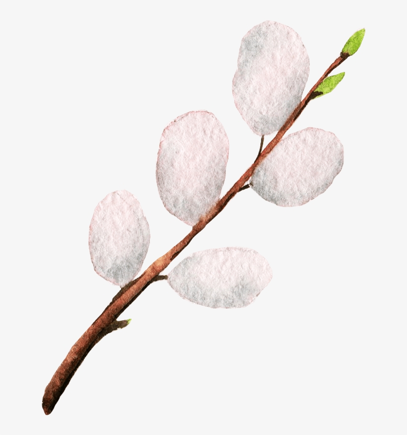 Pussy Willow, transparent png download