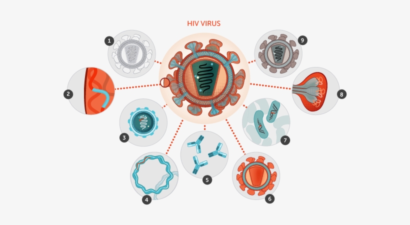 Hiv Virus Vector Png, transparent png download