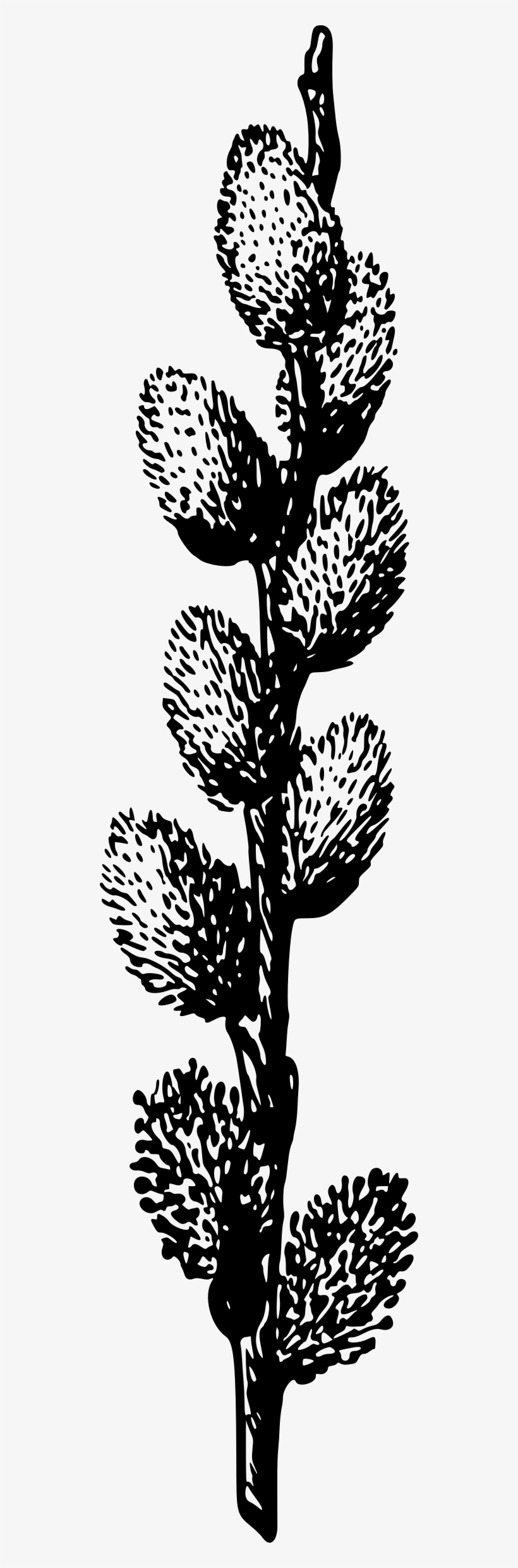 This Free Icons Png Design Of Pussy Willow, transparent png download