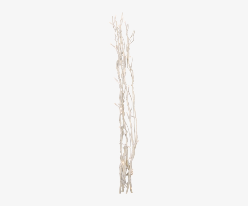 Decorative Twig Willow - Hierochloe, transparent png download