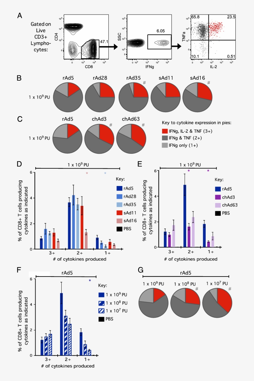Png Free Qualitative Profiles Of Cd - Cytotoxic T Cell, transparent png download