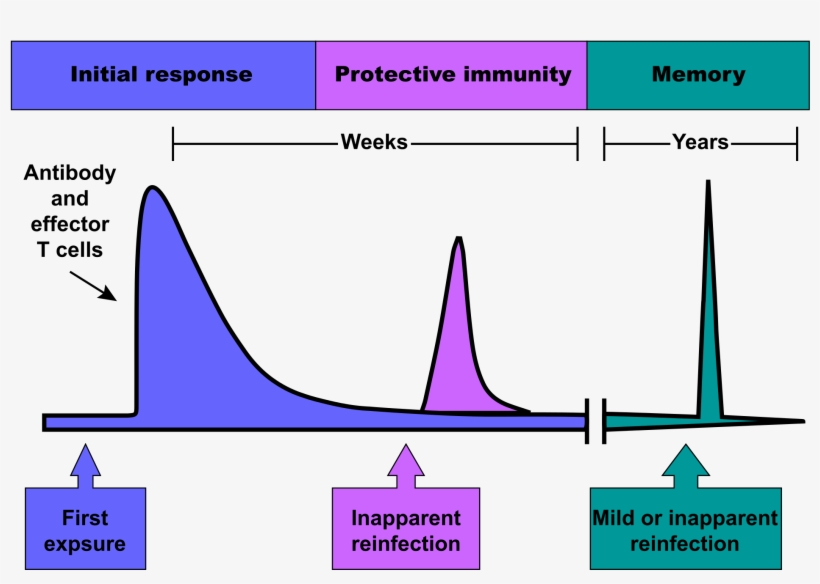 Vaccine-naive - Antibody Response To A New Foreign Antigen, transparent png download