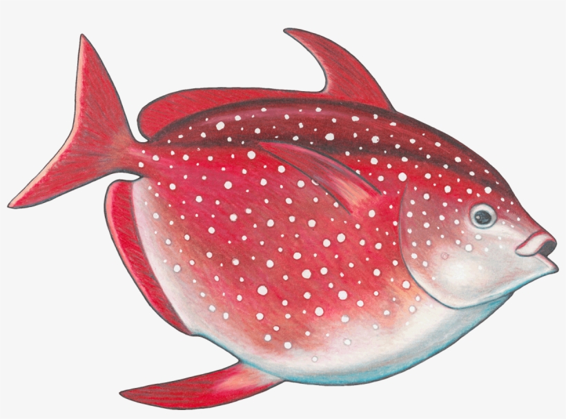 Opah, Monterey Bay Aquarium Seafood Watch - Opah Aquarium, transparent png download