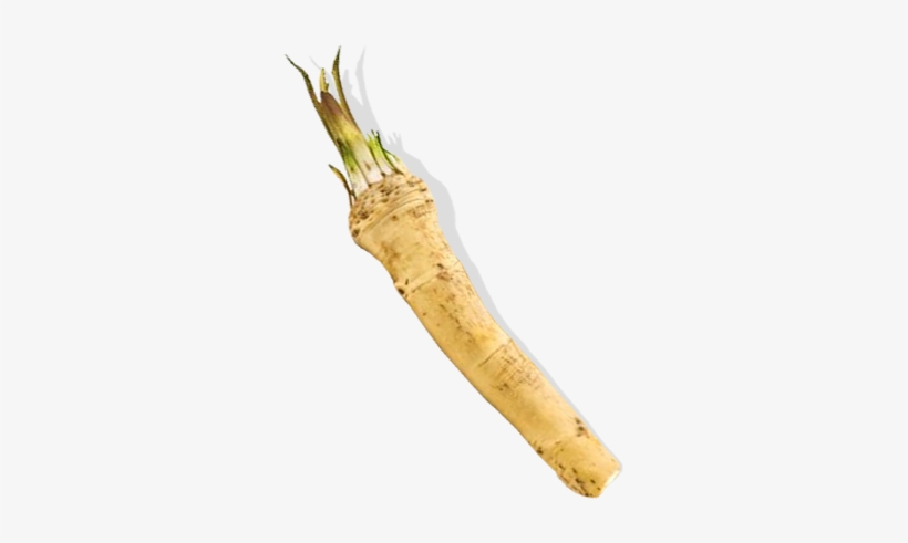 Horseradish Png - Horse Radish Png, transparent png download