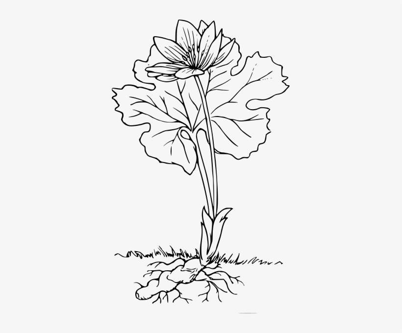 Blood Root Clipart Png, transparent png download