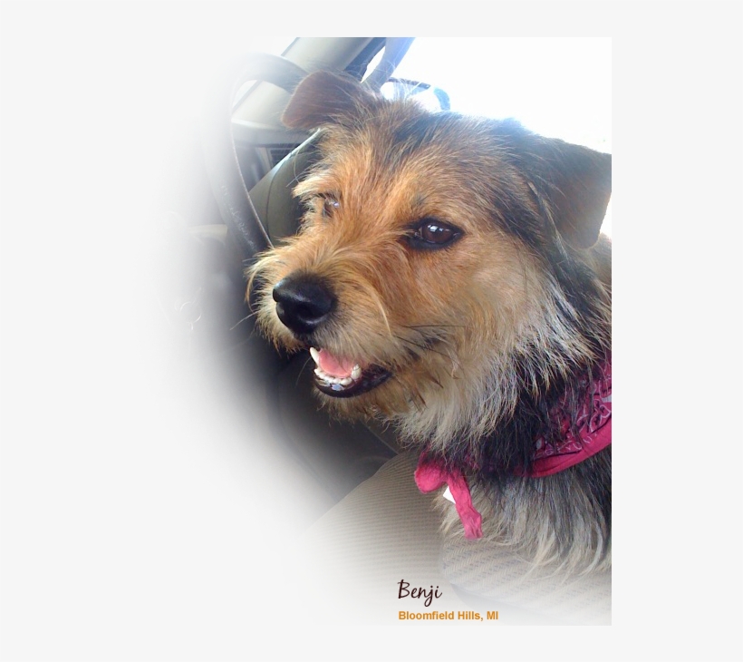 Our Brands Of Dog Treats - Dog, transparent png download