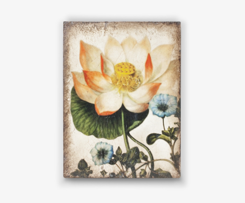 T407 Sacred Lotus - Sid Dickens Inc, transparent png download