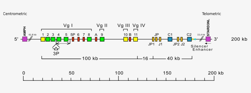 Locus Representation Human Trg - Instagram, transparent png download