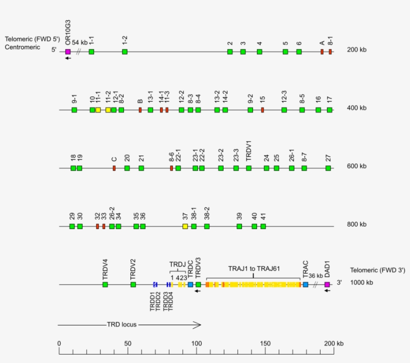 Locus Representation Rhesus Monkey Tra/trd - Number, transparent png download