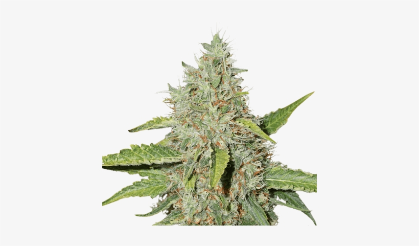 Northern Lights By Seed Stockers - Northern Lights Weed Png, transparent png download