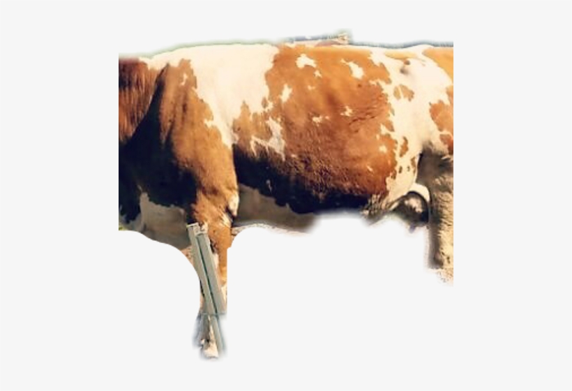 Dairy Cow, transparent png download