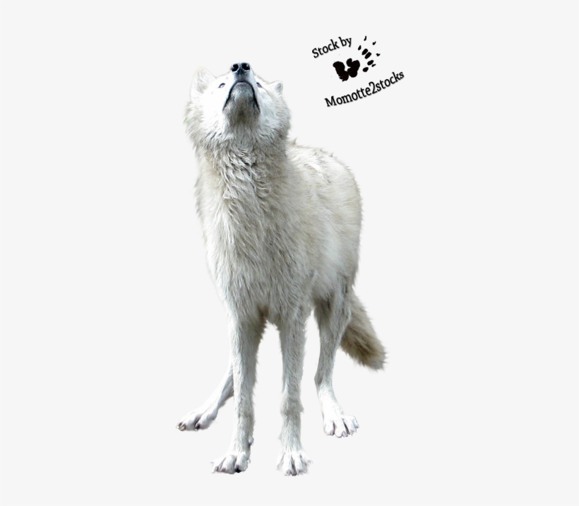 Wolf White Png, transparent png download