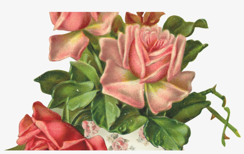 Garden Roses, transparent png download