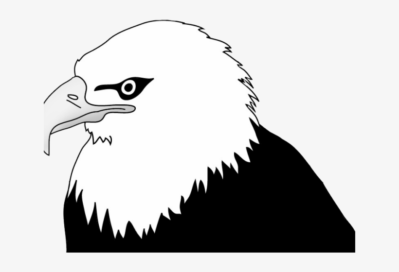 Drawn Bald Eagle Head - Drawing, transparent png download