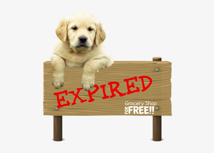 Successful Pet Sitting - Pet Minding For Profit, transparent png download