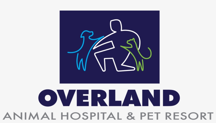 Connect With Cory - Canoe Polo, transparent png download