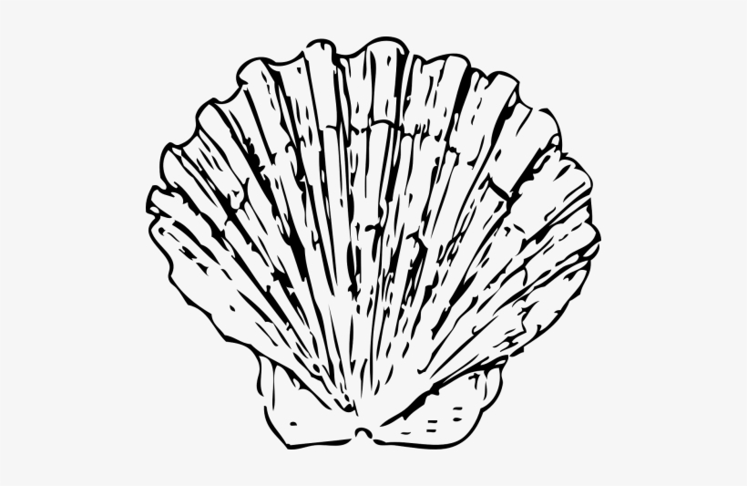 Clam Grilled Seafood Cooking Free Photo From - Shells Clipart Black And White, transparent png download