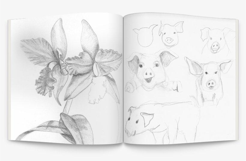 Png Elaine Gruenke In This Area I Show - Drawing, transparent png download