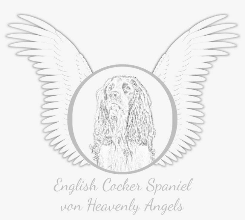 Clipart Black And White Download English Cocker Spaniel - English Cocker Spaniel, transparent png download